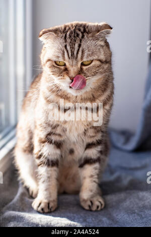Cute thoughtful cat Scottish Fold sits on the window sill by the window, licks his tongue nose and sadly looks down in the rays of the spring sun. Stock Photo