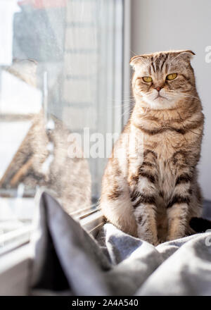 Serious, thoughtful cat Scottish Fold looks like an owl sitting on a windowsill under the window and basks in the rays of the spring, warm sun. Stock Photo