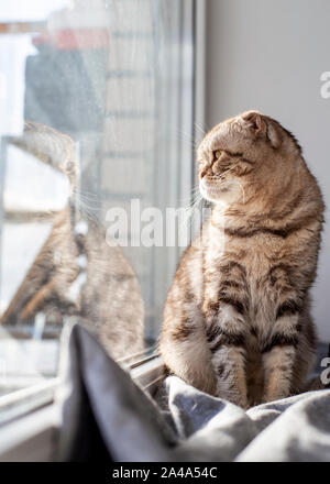 Cute cat Scottish Fold sits on a window sill by the window and thoughtfully looks at his reflection in the glass, in the rays of the spring sun. Stock Photo