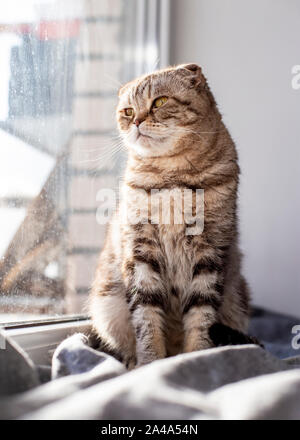 Cute very sad cat Scottish Fold is sitting on the window sill by the window in the rays of the spring sun and dreaming looks into the distance. Stock Photo