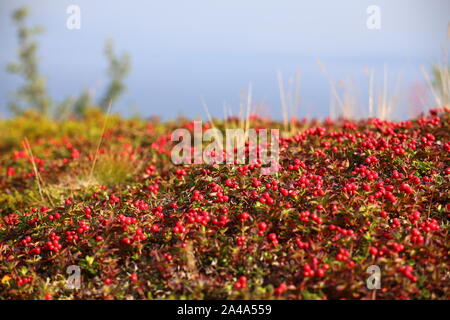 Beautiful red cushion of dwarf cornel (Cornus suecica). Stock Photo