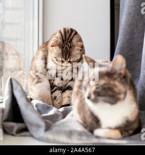 Two cute cats are sitting on the window sill by the window, one sadly lowered her head due to the fact that her place is occupied, and it will not be Stock Photo