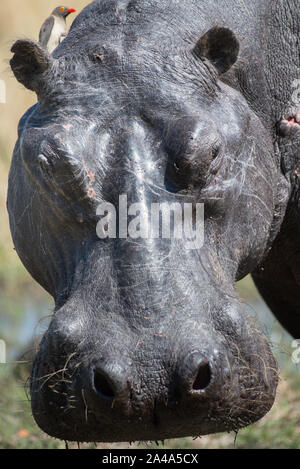 Portrait of an old hippo (hippopotamus) male with ox pecker on his head  at Bodematau in Moremi NP, Botswana Stock Photo