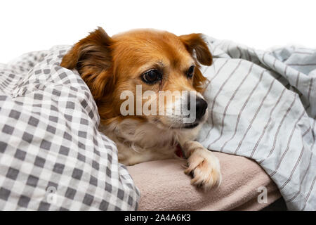 Cute little dog lying on a pillow in bed under the covers, ready for sleeping isolated Stock Photo