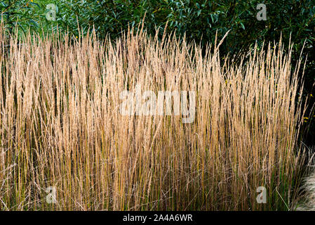 Calamagrostis acutiflora,Karl Foerster. Feather reed-grass Karl Foerster. Calamagrostis Stricta. Poaceae Stock Photo