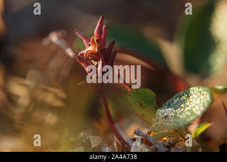 Close-up of the tiny net-leaved willow (Salix reticulata). Stock Photo