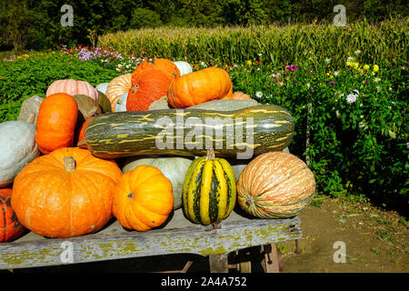 Colorful pumpkins on a stall in a farers yard, Canton Basel, Switzerland. Stock Photo