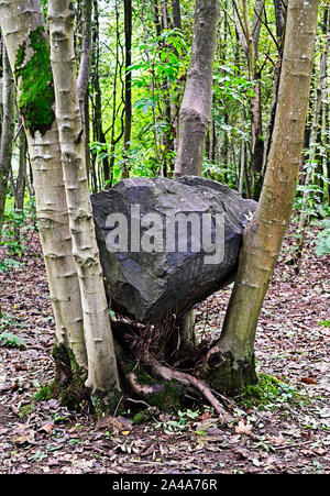 'Stone Coppice' (detail), outdoor artwork by Andy Goldsworthy. Badger Wood, Jupiter Artland, Bonnington House, Wilkieston, West Lothian, Scotland, U.K. Stock Photo