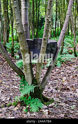 'Stone Coppice' (detail), outdoor artwork by Andy Goldsworthy. Badger Wood, Jupiter Artland, Bonnington House, Wilkieston, West Lothian, Scotland, U.K. Stock Photo