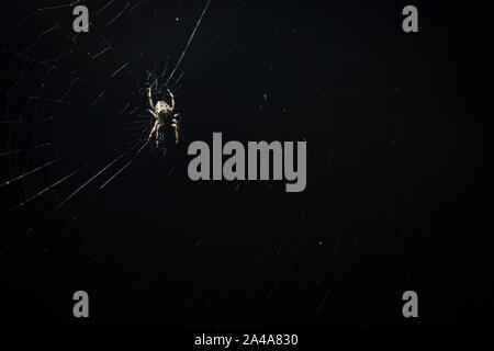 Garden spider in web at night Stock Photo