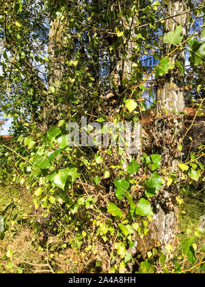 Poplar trees, Lyon, France Stock Photo