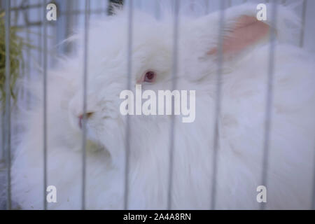 Fluffy white Angora rabbit in the cage at agricultural animal exhibition, market Stock Photo
