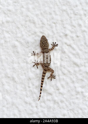 Young Mediterranean House Gecko on wall in Tarifa, Andalucia. Stock Photo
