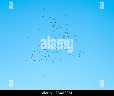 Black Storks rising on a thermal over Tarifa in Spain during Autumn migration before flying acrosss The Straits of Gibraltar. Stock Photo