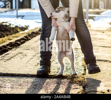Woman plays with her cute, restless little puppy of the Siberian Husky and leads him on her hind legs, against the background of a snow-covered yard i Stock Photo