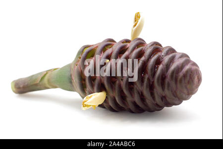 Bitter Ginger or Zingiber zerumbet isolated on white background Stock Photo