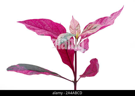 Natural of pink plant isolated on white background Stock Photo