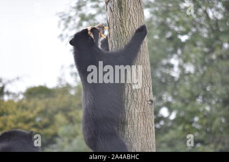 Spectacled bear climbing tree Stock Photo