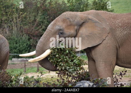 African elephant Noah's Ark Farm Stock Photo