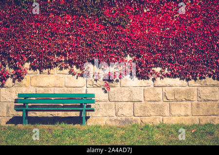 Empty bench among colorful leaves during autumn, Sunny weather Stock Photo