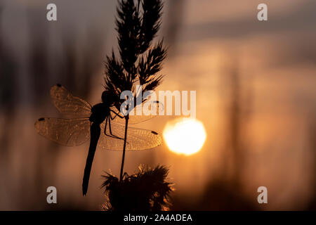 Silhouette of a large dragonfly sitting on a plant against the backdrop of the setting sun. Close-up. Stock Photo