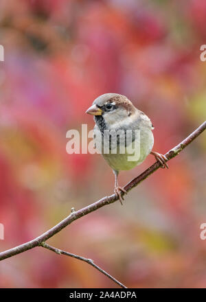 Nonbreeding Male House Sparrow - passer domesticus - perched on branch in autumn - Scotland, UK Stock Photo