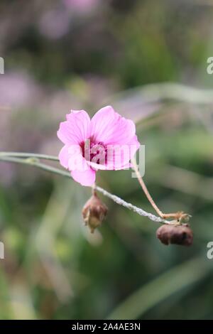 Pink flower Stock Photo