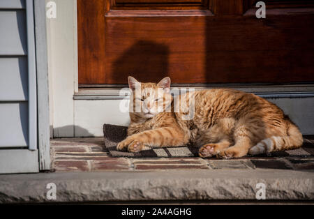 Sleepy ginger tabby cat resting on a front door welcome mat, Cranbury, New Jersey, USA, sleeping funny animals isolated cats lazy America Stock Photo