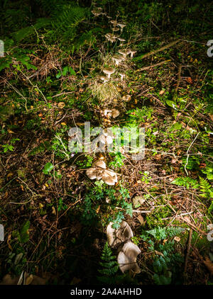 Trail of clouded agaric, Clitocybe nebularis, or clouded funnel fungus in forest floor in woodland, Scotland, UK Stock Photo
