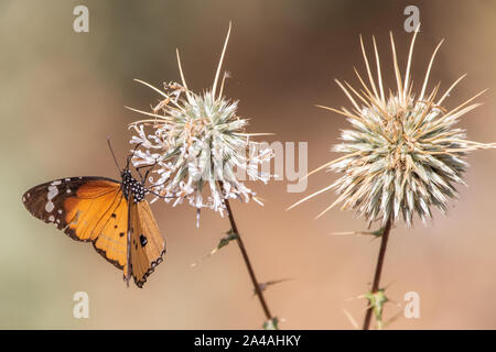 Monarch Butterfly In Saudi Arabia