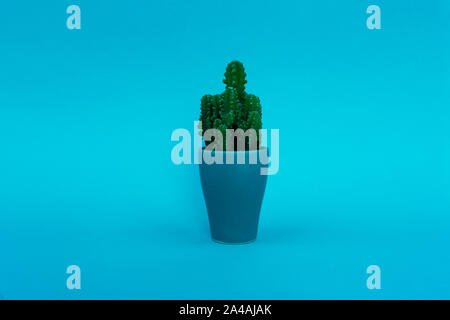 Background. Green cactus on a pink background in a blue pot. Abstraction. Stock Photo