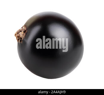 One black currant isolated on white background. Stock Photo