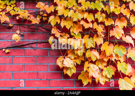 Golden Colored Leaves and Vines on a Brick Wall during Autumn Stock Photo