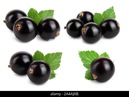 Set or collection black currant with leaf isolated on white background. Stock Photo