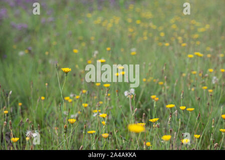 Wild Flowers of the Drakensberg, KZN, South Africa Stock Photo