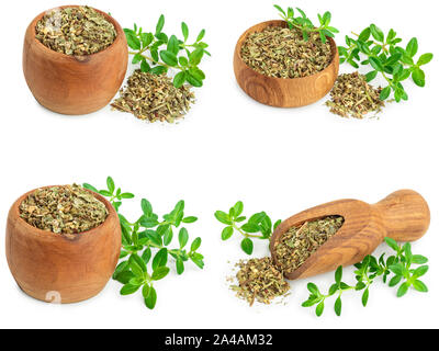 Set or collection dried thyme leaves with fresh thyme isolated on white background. Stock Photo