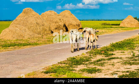 Bangladeshi ideal rural landscape. Stock Photo