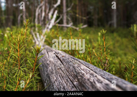 An old, dry, and long-fallen tree lies in green vegetation, in the forest, on a summer day. Close-up. Stock Photo