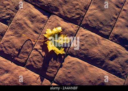 Maple leaf on cobblestones. Yellow maple leaf on a cobblestone pavement. Long shadows from the evening sun. Stock Photo