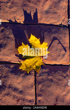 Maple leaf on cobblestones. Yellow maple leaf on a cobblestone pavement. Long shadows from the evening sun. Stock Photo