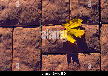 Maple leaf on cobblestones. Yellow maple leaf on a cobblestone pavement. Long shadows from the evening sun. Stock Photo