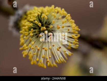 Beautiful, fluffy yellow kidney of a goat willow (Salix caprea) with pollen, on a dim front, on a warm spring day. Macro. Close-up. Stock Photo