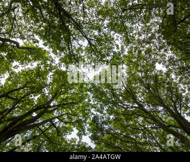 Looking up at the tree canopy in Halldale Woods, Derbyshire UK Stock Photo