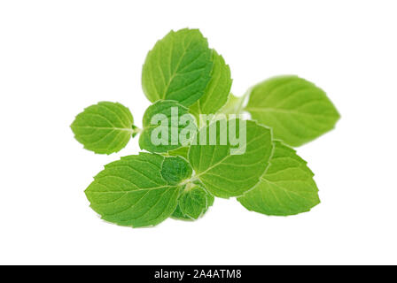 Fresh raw mint leaves isolated on white background Stock Photo