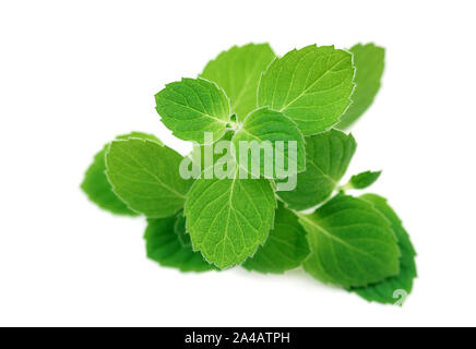 Fresh raw mint leaves isolated on white background Stock Photo