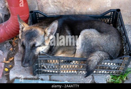 A dog sleeps in a vegetable box on a city street. Stock Photo