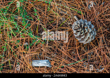 Pine cone Stock Photo