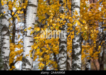 Autumn forest with birch trees on sunny day Stock Photo