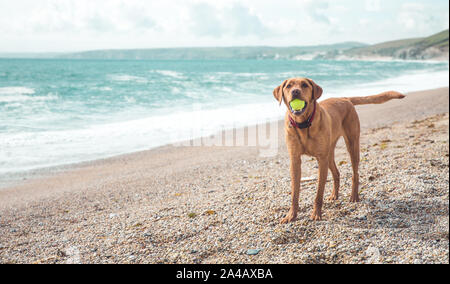 A fit and healthy yellow Labrador retriever dog standing on a beach whilst on Summer vacation and playing with a ball in its mouth with copy space Stock Photo