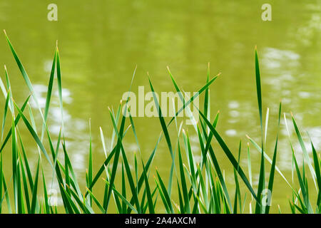 A nature background of green reeds or grass blades against a green water background with copy space Stock Photo
